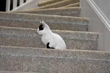 Kitten on Stairs