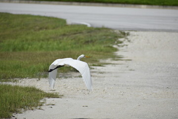 White Heron Flying