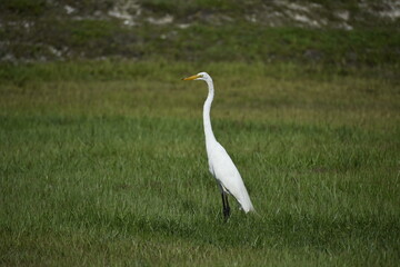 White Heron in Florida