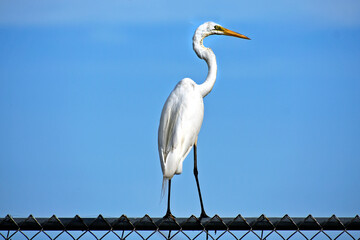 Large White Herron