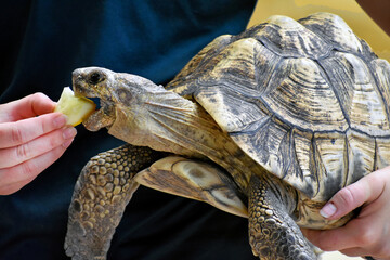 Tortoise Feeding at Zoo