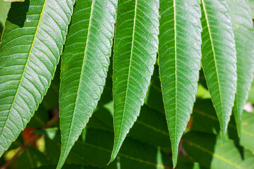 green leaves background