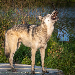 Close-Up of Wolves Howling at Sunset