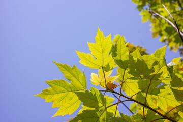 yellow maple leaves on blue sky
