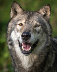 Naklejka premium Close-Up Wolves Photos at Sunset