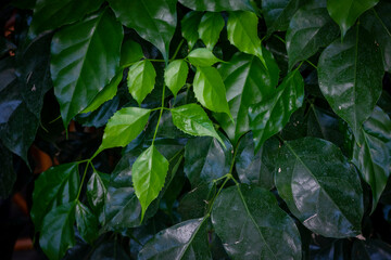 green leaves background