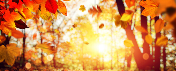 Obraz na płótnie Canvas Goldener Herbst