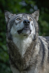 Close-Up Wolves Photos at Sunset