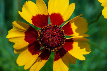 Close-up of testament chrysanthemum