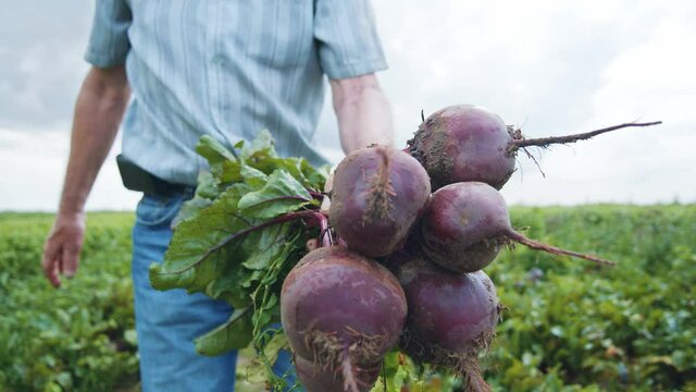 Proud farmer collecting stack of fresh red beetroots boasting at camera. Healthy lifestyle. Homegrown foods. Organic vegetables.