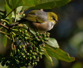 Little waxeye 