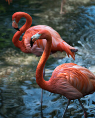Flamingo Stock Photos.  Flamingo birds close-up profile view in the water with one bird focus on foreground in their environment and environment. Image. Portrait. Picture.  