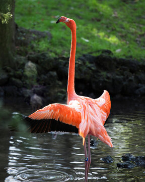 Flamingo stock photos. Flamingo in the water with blur green foliage displaying spread wings, long neck, beak, legs in its environment and habitat. Image. Picture. Portrait.