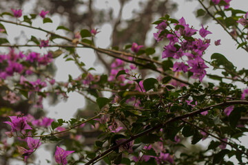 Pink flowers in the garden 