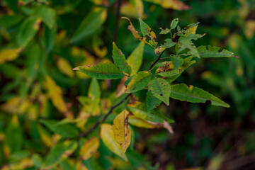 Close up of a green leaf