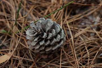 close up of a pine cone