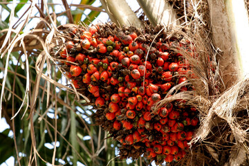 eunapolis, bahia / brazil - may 20, 2009: palm oil is seen in a plantation in the city of...