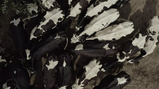 Vache 02