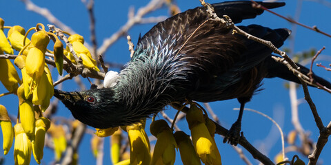 A tui bird stretched out on a kowhai branch, feeding off nectar. 