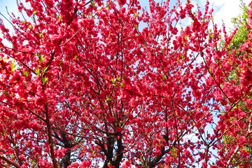 満開の梅の花の風景1