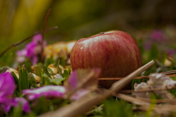 Red apple on the wild over the grass with pink flowers 