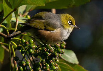A tiny white eye bird (silver eye, waxeye) sitting on a bunch of tree berries in New Zealand. 