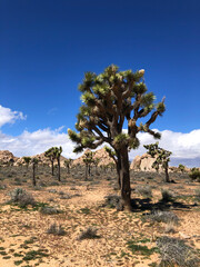 joshua tree national park