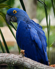 Blue and Yellow Macaw - Parrot - Hyacinth Macaw 
