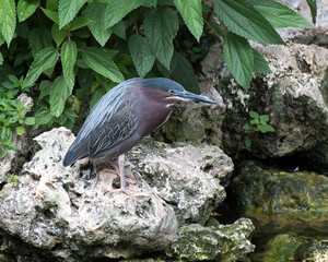 Green Heron Stock photo.  Green Heron standing on a moss rock with foliage background displaying blue green feather plumage  in its environment and habitat. Image. Picture. Portrait.