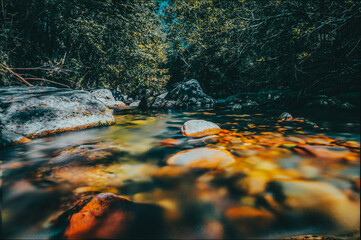 Paisaje de río en medio de un bosque