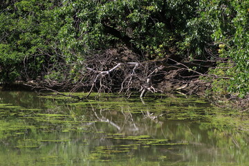 Branches reflecting on water