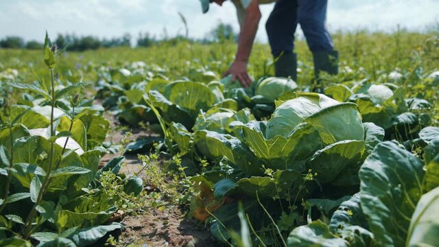 Plantations of savoy cabbage. Gardening. Fresh cabbage bushes growing and harvesting under summer sun. Food production. Homegrown vegetables. Organics.