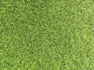 Fototapeta premium green grass texture