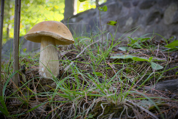 mushroom in nature macro forest ground life