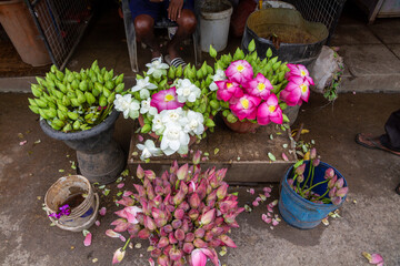 Buckets of pink and white lotus buds and flowers, Sri Lanka