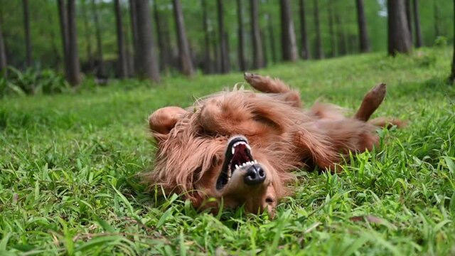 Golden Retriever rolling on the grass
