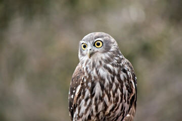 this is a close up of a barking owl