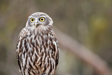 this is a close up of a barking owl