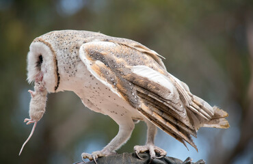 the barn owl is eating a rat