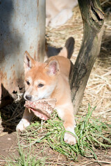 the golden dingo pup is eating a bone