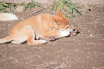 the golden dingo pup is  gnawing on a bone