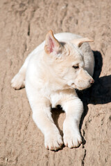 Obraz premium the white dingo pup is sitting on a log