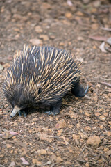 the echidna is looking for ants to eat, he has a long nose to get into small crevices