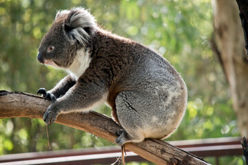 the koala is walking on a branch