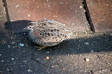 this is a side view of a small quail