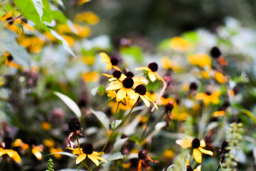 Yellow flowers in the garden. Spring time 