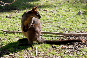 the swamp wallaby is checking over its shoulder