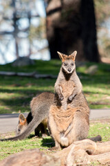 the swamp wallaby is standing on its hind legs