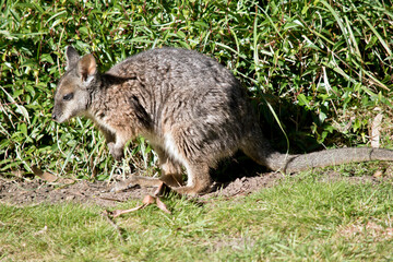 Naklejka na ściany i meble this is a side view of a tammar wallaby