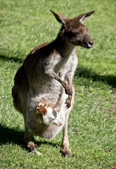 the western grey kangaroo is standing in a grassy field